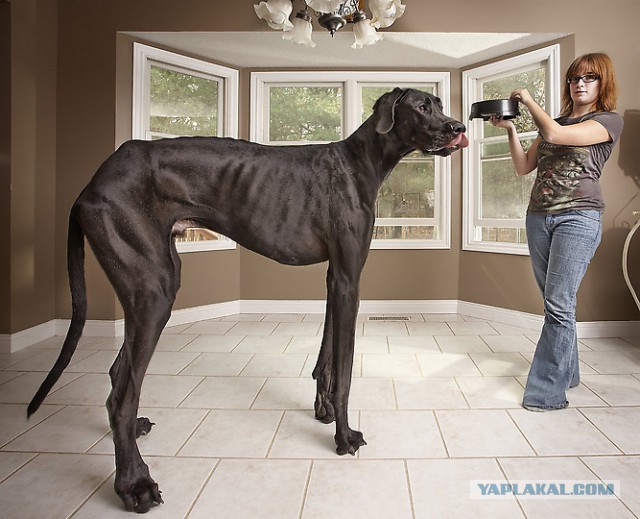 Это самый огромный в мире щенок!