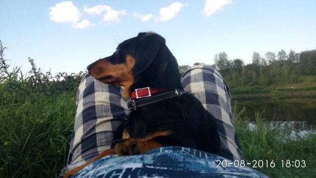 Как я спас почти умирающую, бродячую таксу и чем этот прохвост мне отплатил