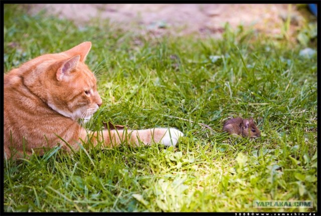 Котовторник в ЯПонии (58 фот)