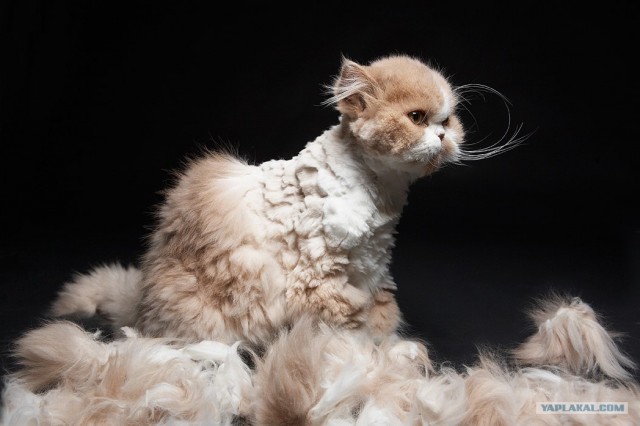 Котовторник ужасов (36 фот)