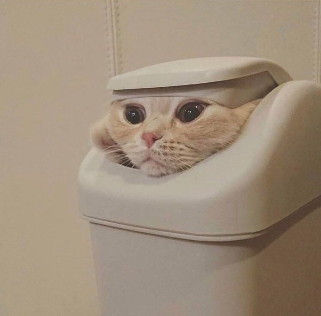 Прикольных котов пост