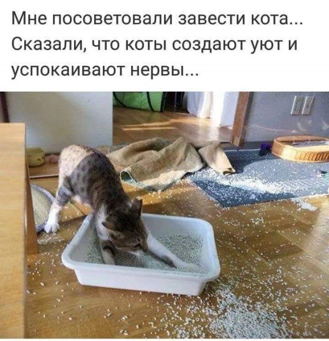 Смешные комментарии из социальных сетей 12.10.2018