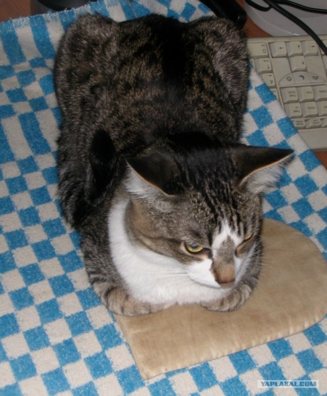 Котовторник, для любителей кошек