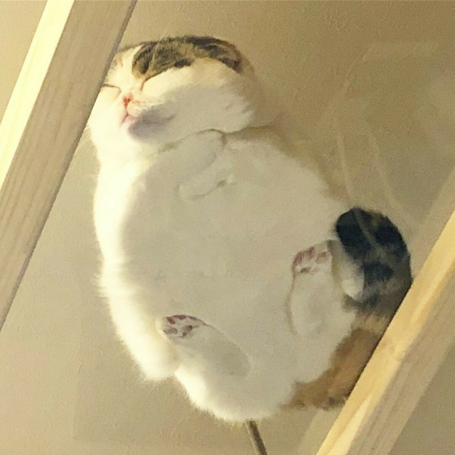 Прикольных котов пост
