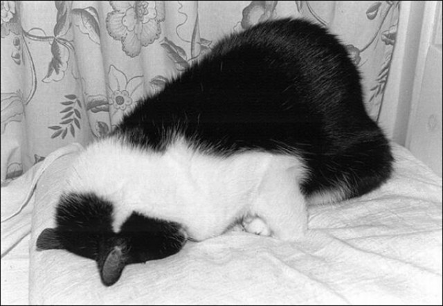 Сонный Котовторник