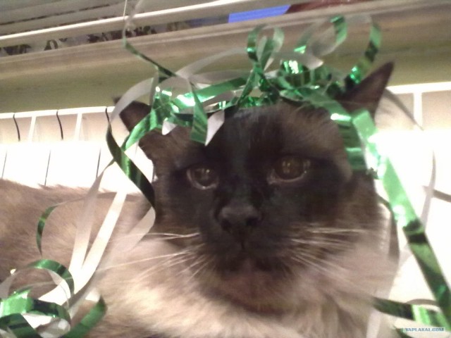Котовторник (10.01.2012)