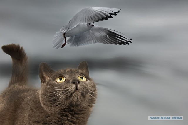 Котовторник (24. 01. 2012 )