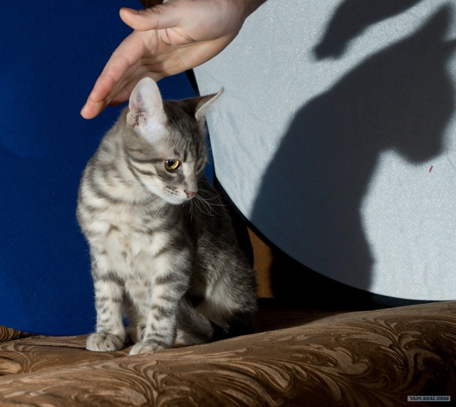 Котовторник (14.02.2012)