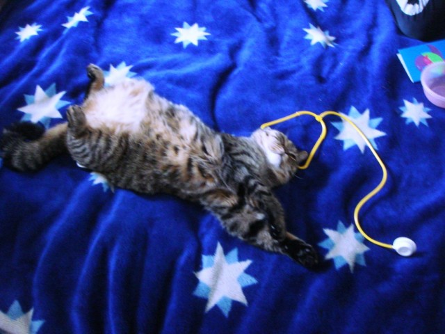Котовторник! 13.03.2012