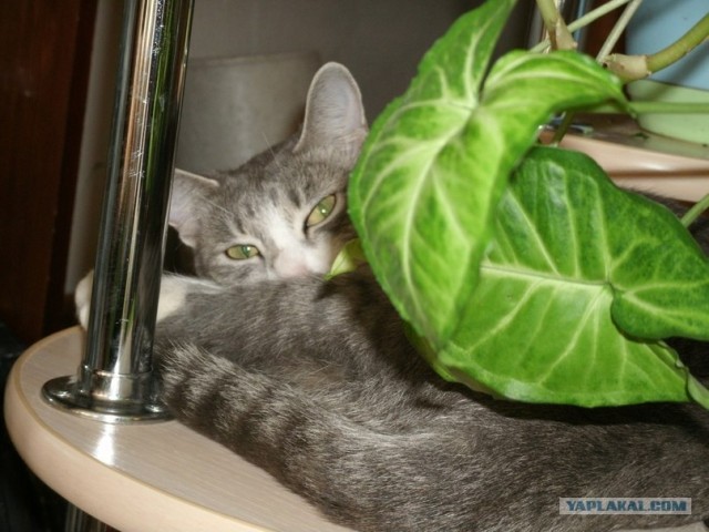 Котовторник 1 мая 2012