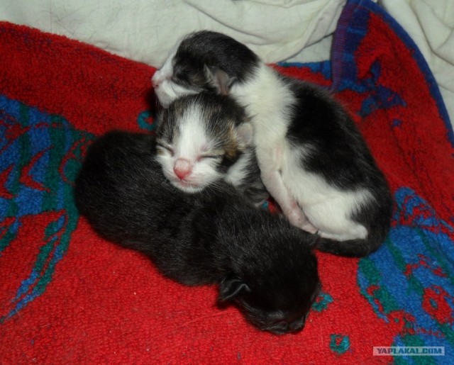 Котовторник   5.06.2012
