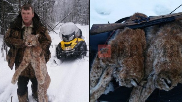 VIP-браконьеры: в Прикамье чиновники убили медведя и четырех рысей