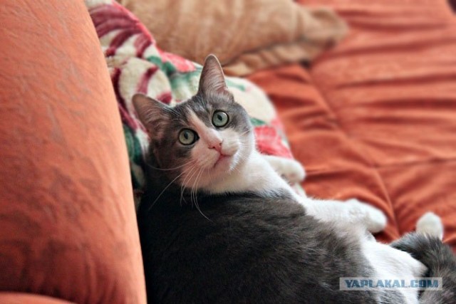 Котовторник 24.07.2012