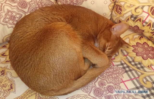 Котовторник 29.01.2019!