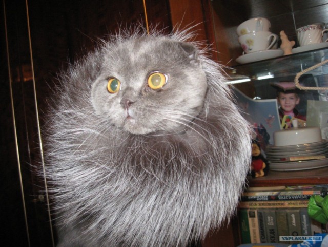 Котовторник  16.10.12