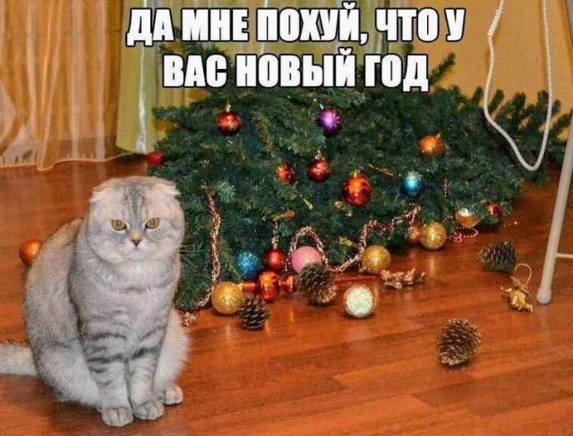 Новогодние картинки с мемами котами Пара-пара-пам! Фьють. Картинки с надписями 29.12.19 - ЯПлакалъ