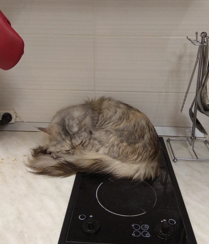ЯП в кошках