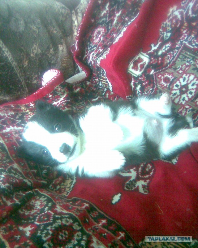 ЯП в кошках