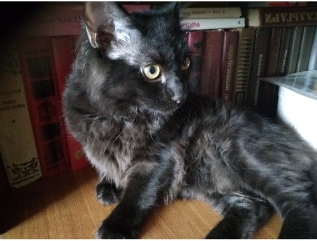 Котофеев пост