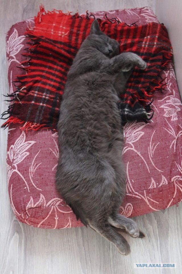 Давайте по котикам, которые с нами на самоизоляции