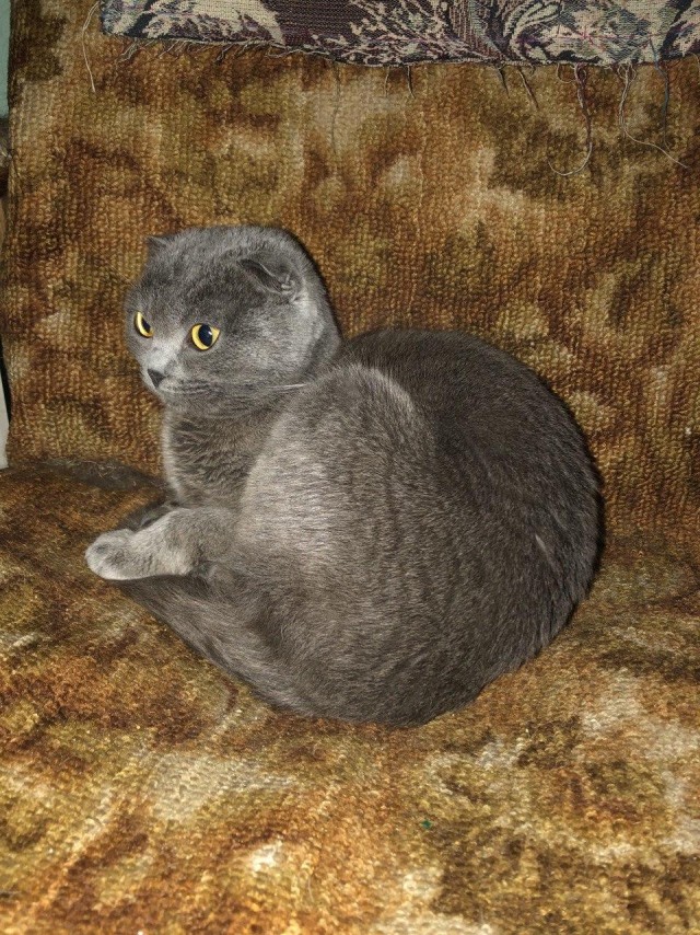 Эти забавные животные