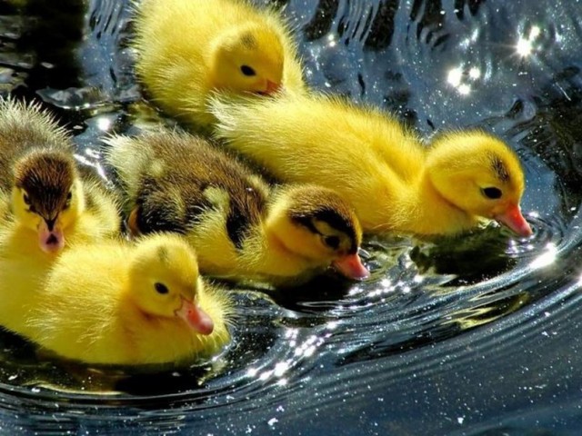 Эти забавные животные