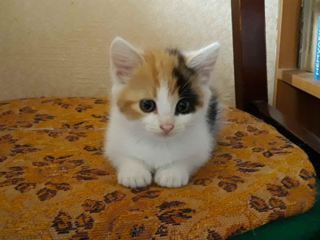 Чуток картинок не про вирус  18.0.  Животные