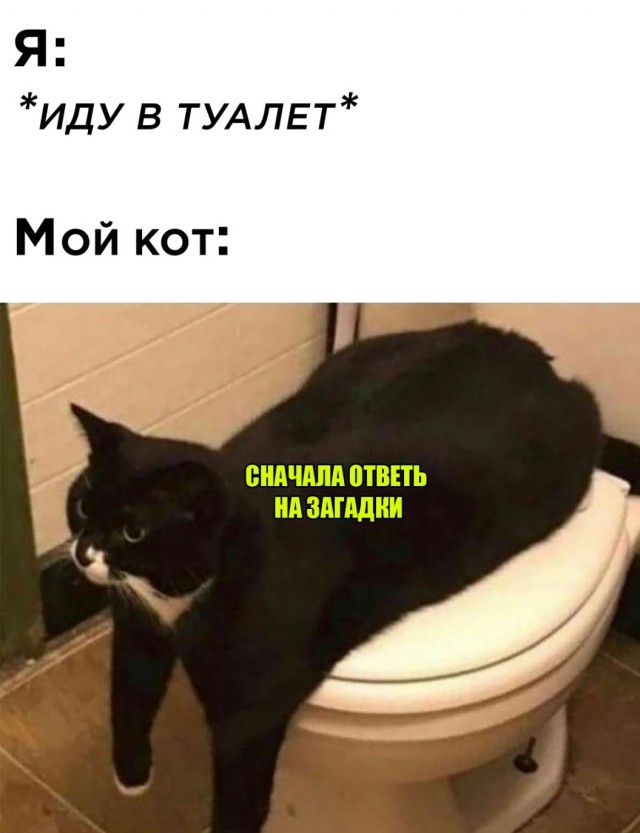 Разные картинки во вторник. С котами