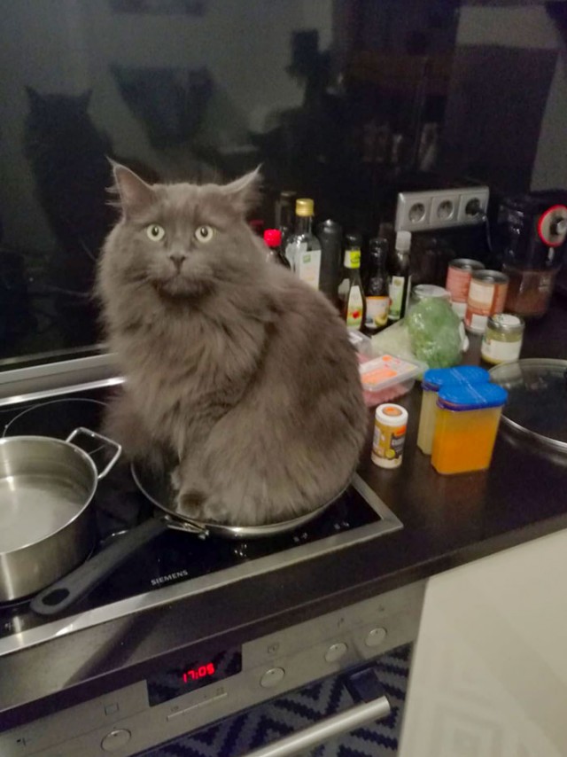 Фотографии, которые доказывают, что кошки самые большие сволочи