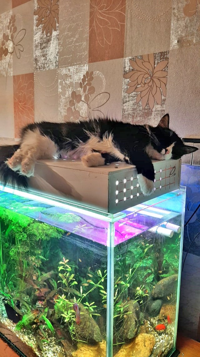 Последний котовторник 2020 года