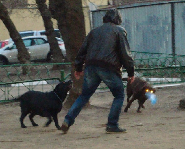 Собака напала на ребенка