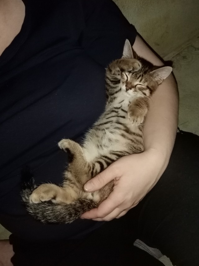 Котовторник же!