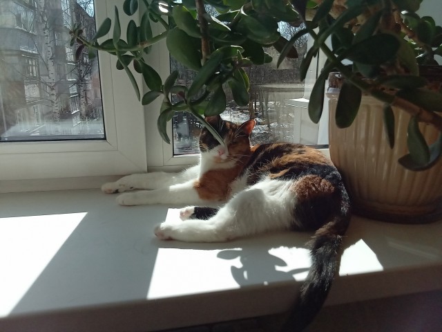 Кошкин день! Я, видимо первый.