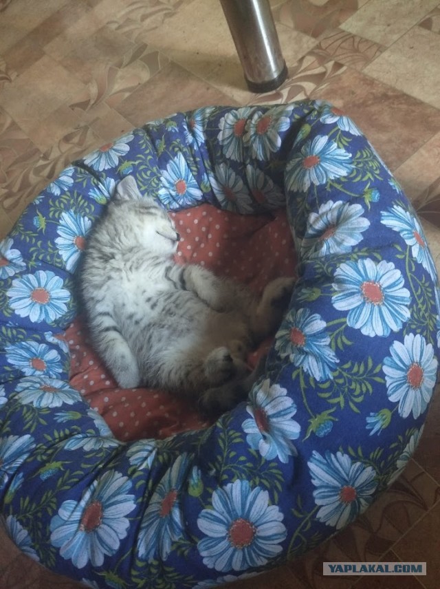 Хоба! Котовторник!