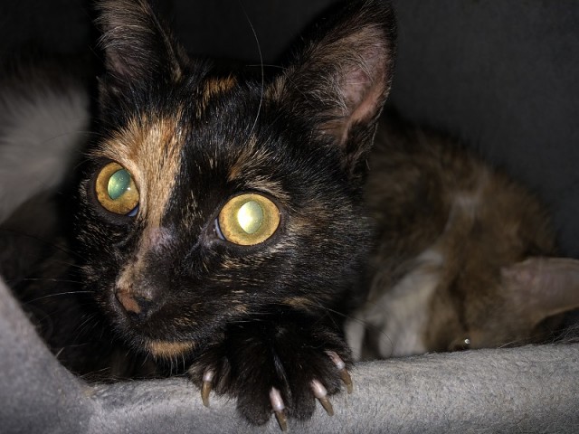 Мои личные котейки к котовторнику!