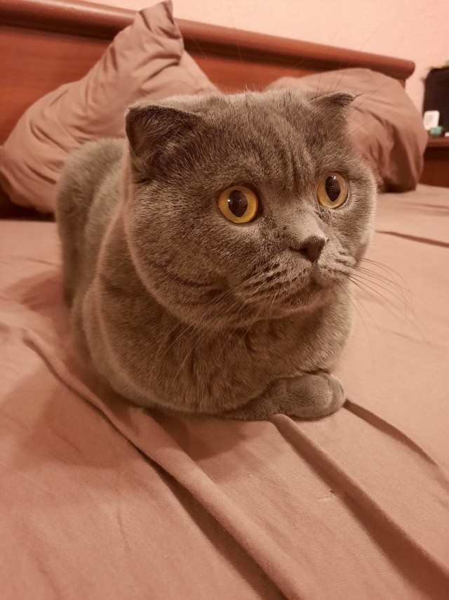 Котовторник (свои добавляем)