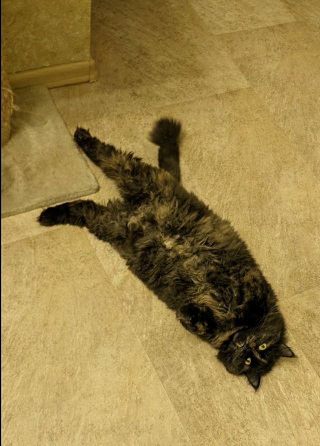 Черный кот