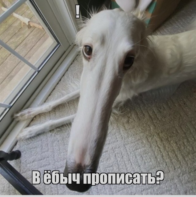 Борзая