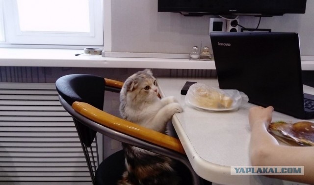 Господа и дамы ЯПа! Котовторник у нас начался! Отойдите от политоты и давайте котиков побольше!