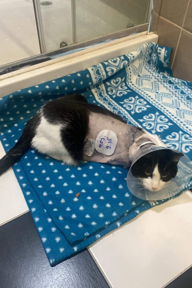 Жизнь домашнего приюта "Котоленд" 327