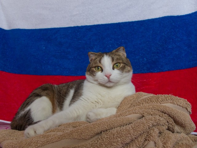 Котовторник