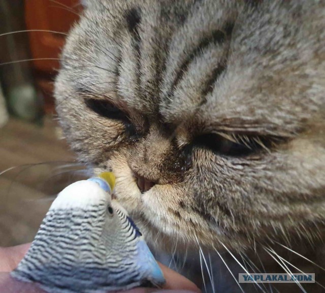 Ну, поехали в котоввторник!
