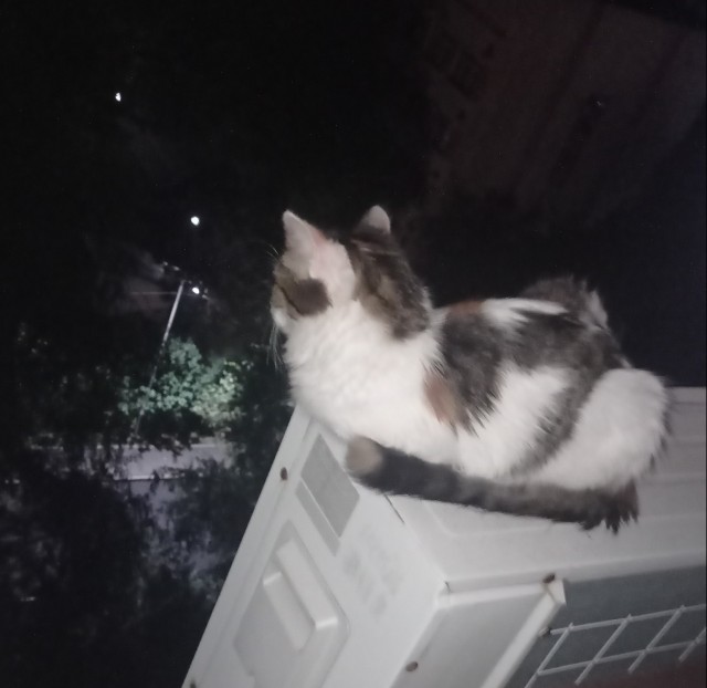 Котики - наше всё!