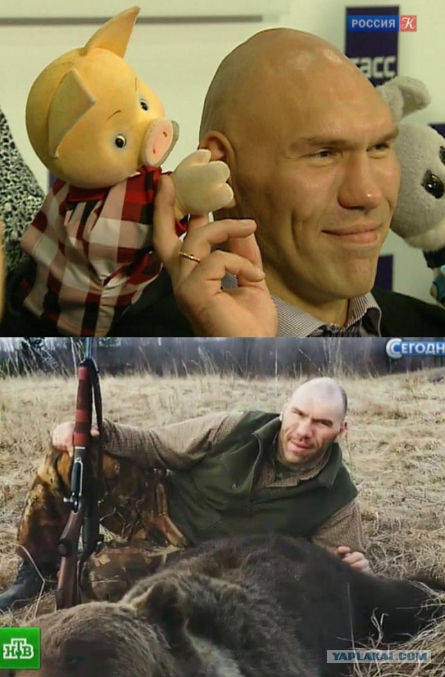 Косатки догнали акулу, убили и съели ее