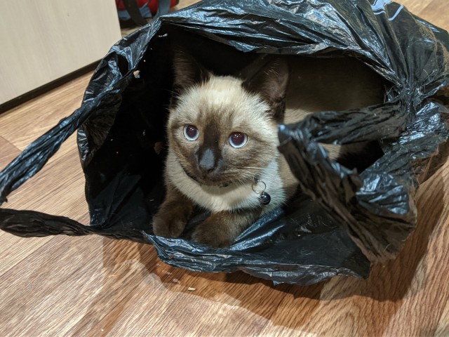 Шерстяной котовторник. Октябрь 2022