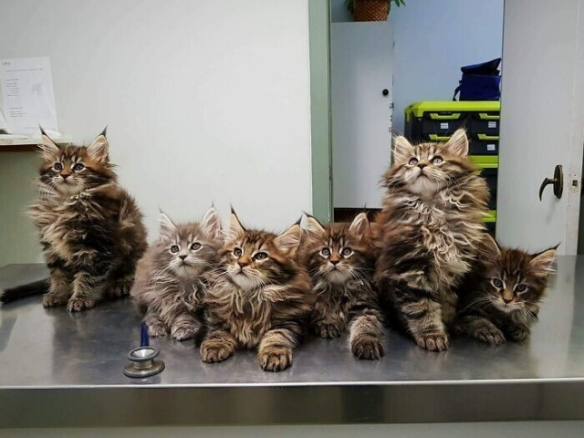 Немного фото про работу ветеринара