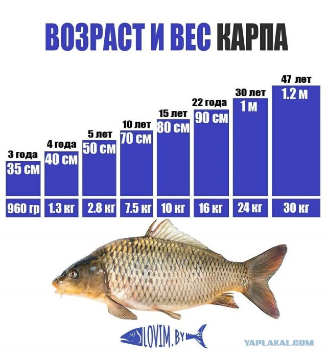 Посторонний предмет во влагалище