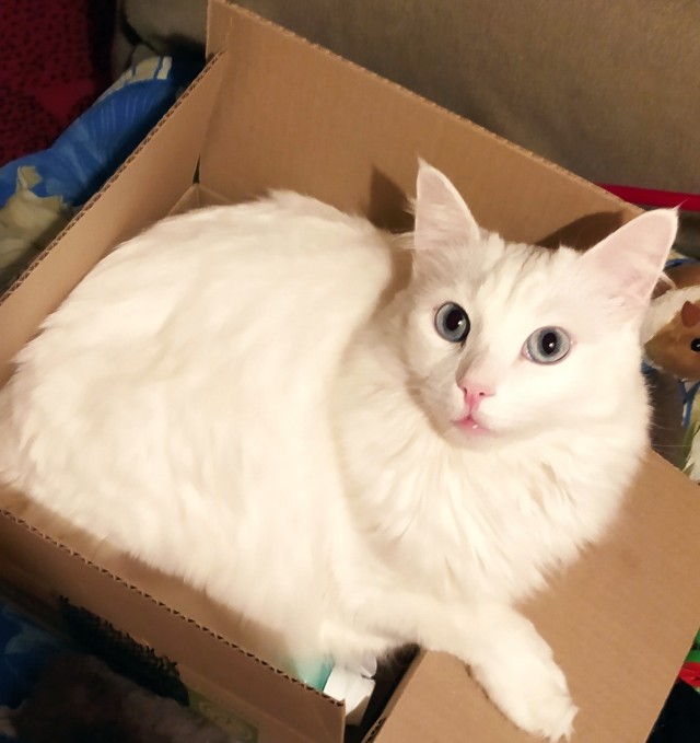 Коточетверг!