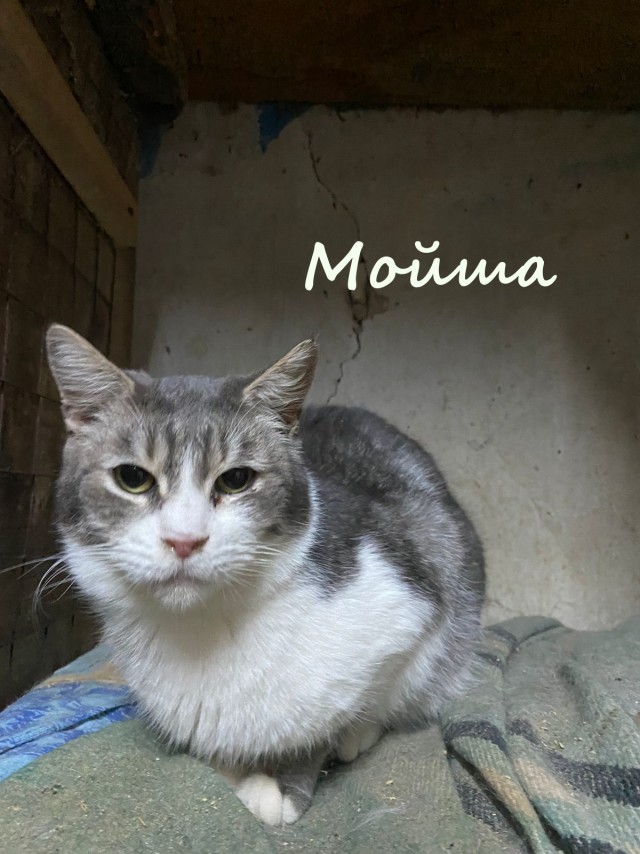 Жизнь домашнего приюта "Котоленд" 376