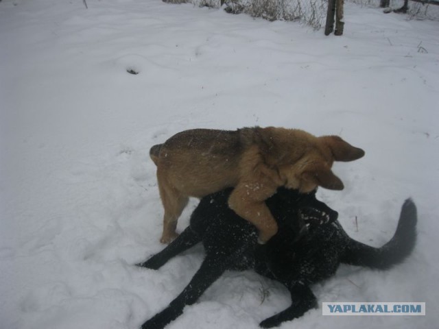 Жизнь домашнего приюта для котеек 437